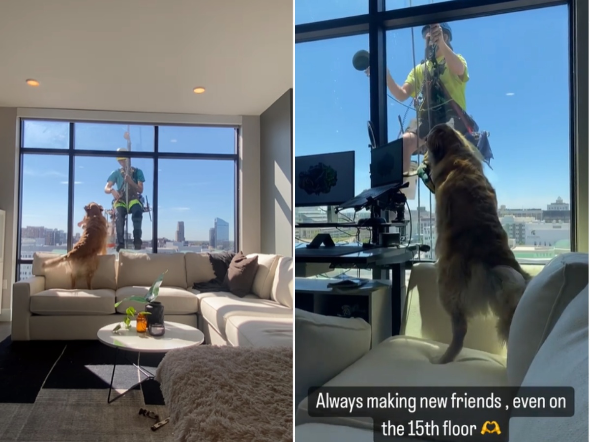 Dog Breaks Guinness World Record For Jumping Rope